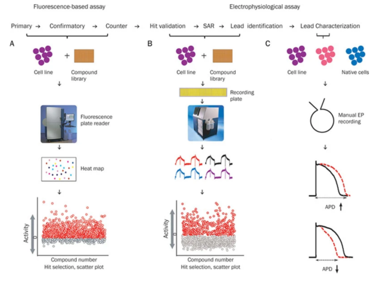 Ion Channel Drug Discovery