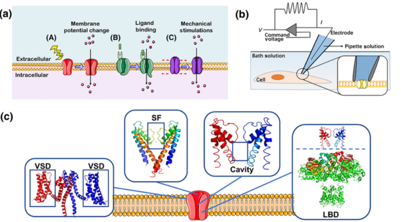 Mechanism-of-Action and Gating Studies