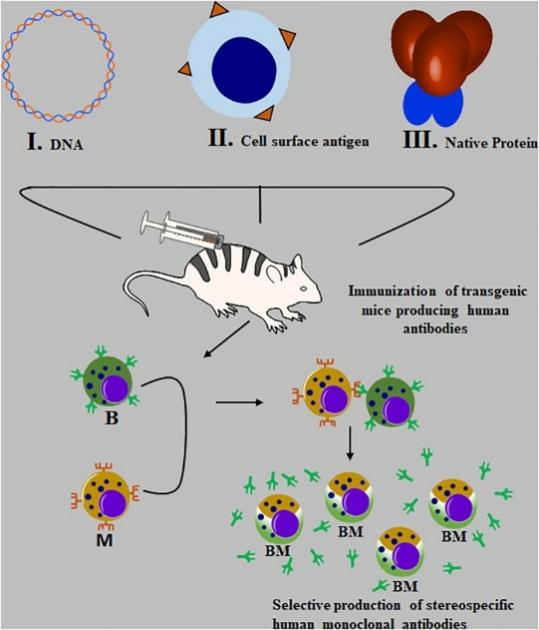 Therapeutic Antibody Lead Discovery