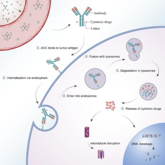 Diagnostic Antibody Development