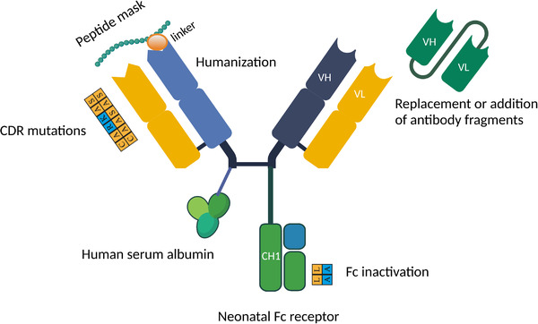 Antibody Engineering and Humanization