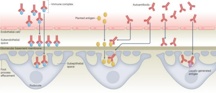 Autoimmune and Tolerance Studies