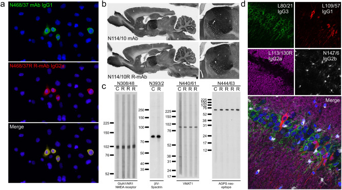 Therapeutic Antibody Lead Generation