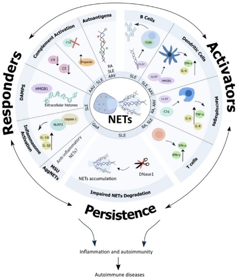 Autoimmune Research and Autoantibody Isolation