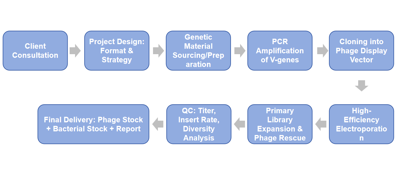 Phage Display Library Construction