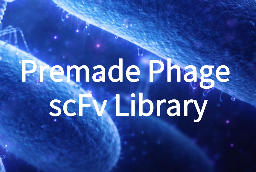 Premade Phage scFv Library
