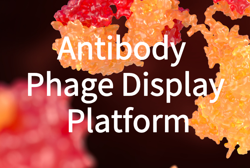 Antibody Phage Display Platform