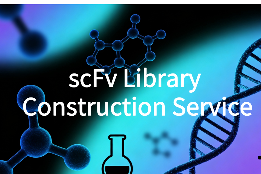 scFv Library Construction Service