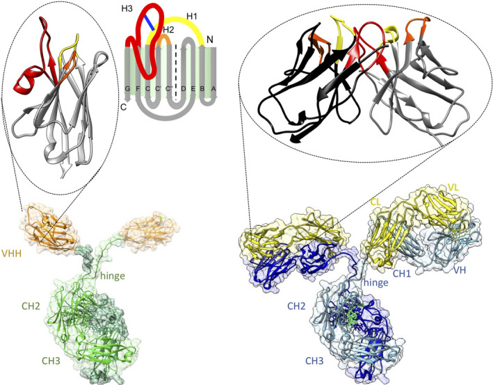 FEBS-288-2084-g001.jpg