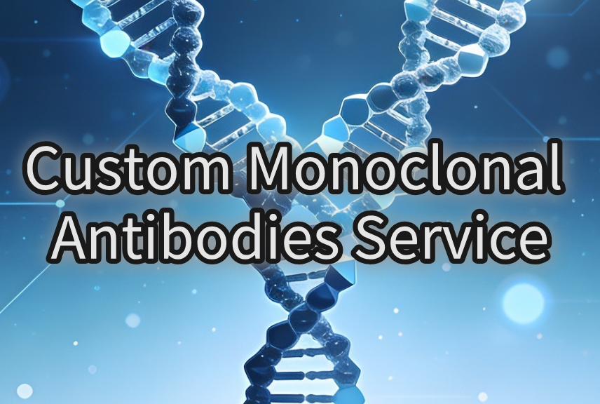 Custom Monoclonal Antibodies Service