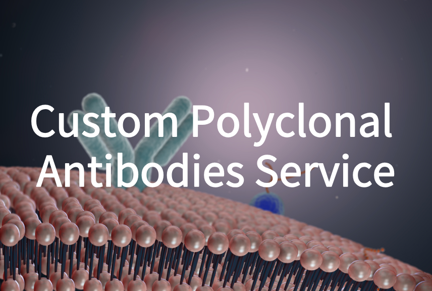 Custom Polyclonal Antibodies Service