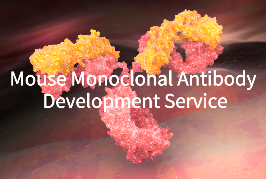 Mouse Monoclonal Antibody Development Service