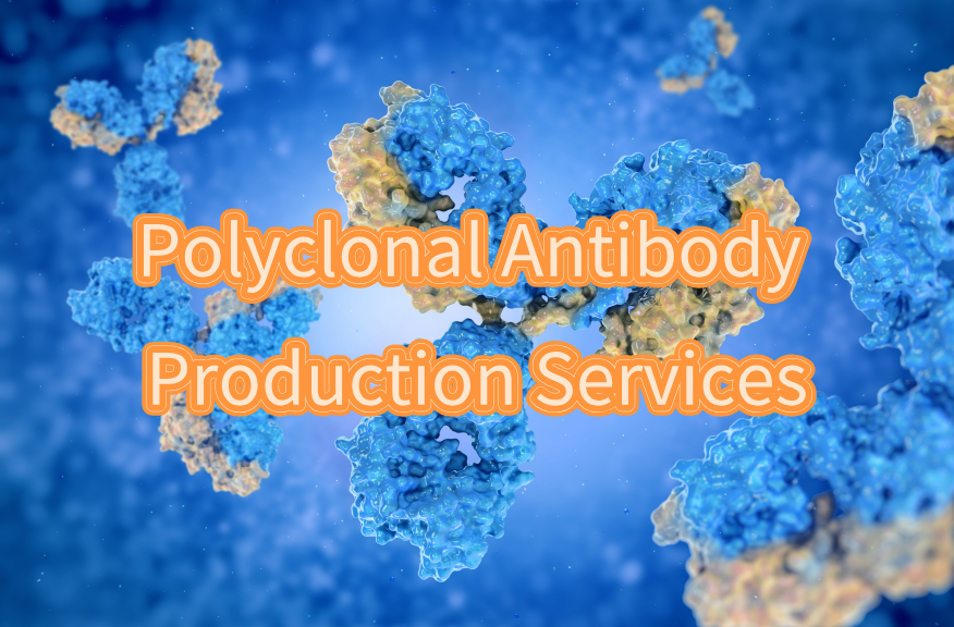 Polyclonal Antibody Production Services