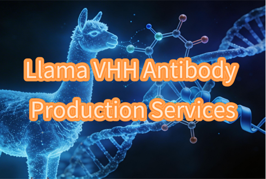 Llama VHH Antibody Production Services