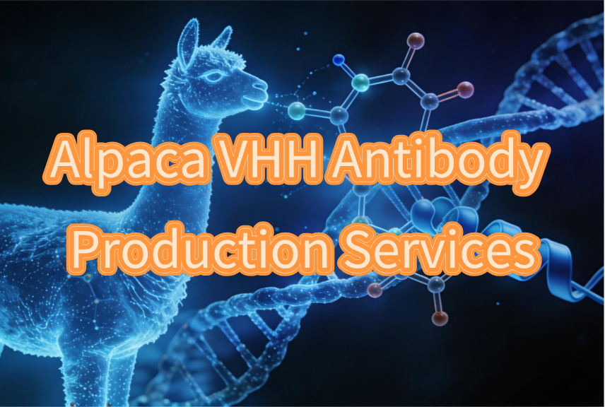 Alpaca VHH Antibody Production Services