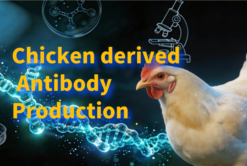 Chicken derived Antibody Production