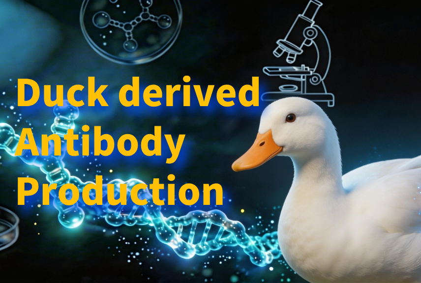 Duck Derived Antibody Production Service