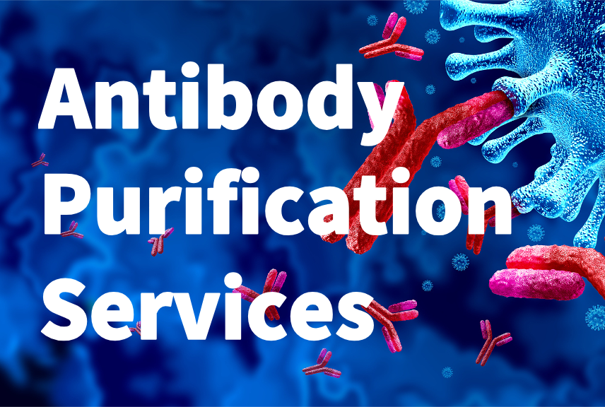 Antibody Purification Services