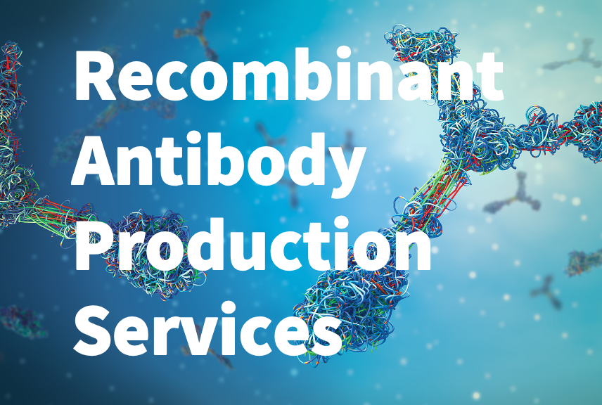 Recombinant Antibody Production Services