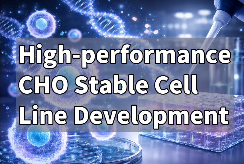 High-performance CHO Stable Cell Line Development