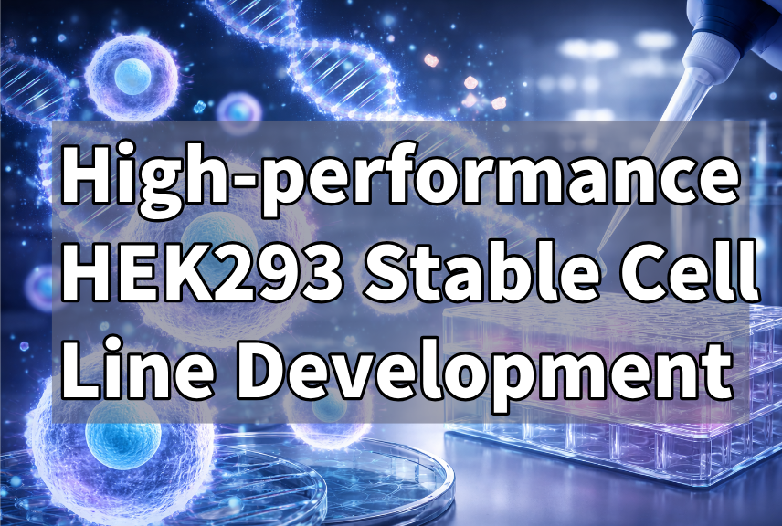 High-performance HEK293 Stable Cell Line Development Platform