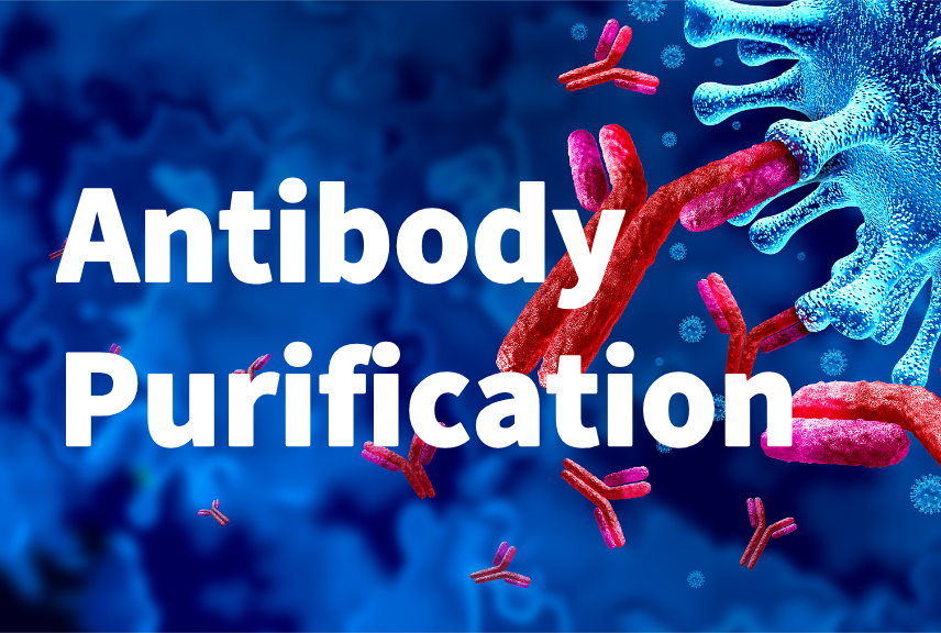 Antibody Purification