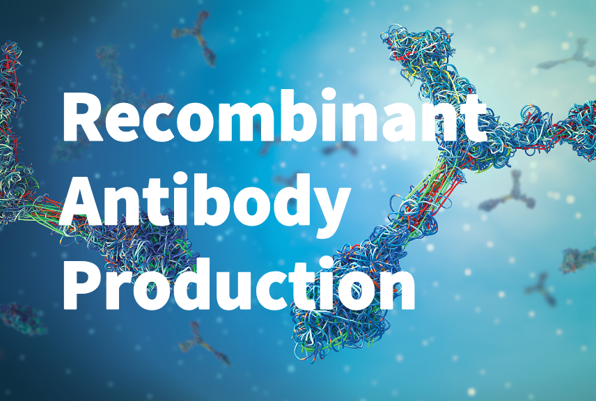 Recombinant Antibody Production