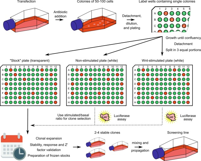 What Is a Stable Gene Knockdown Cell Line? A Systematic Perspective on RNAi/CRISPRi and Long-Term Suppression Models in HEK293 and CHO Cells