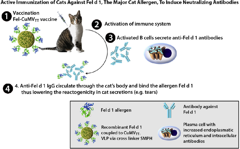 Molecular Topology of Feline Immunoglobulins: IgG Subclass Differences, V(D)J Diversity, and Conformational Accommodation in Felinization