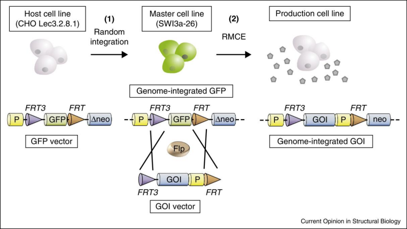 What Is a Stable Reporter Cell Line?A Systematic View from HEK293/CHO Hosts to Signaling Pathway Readouts