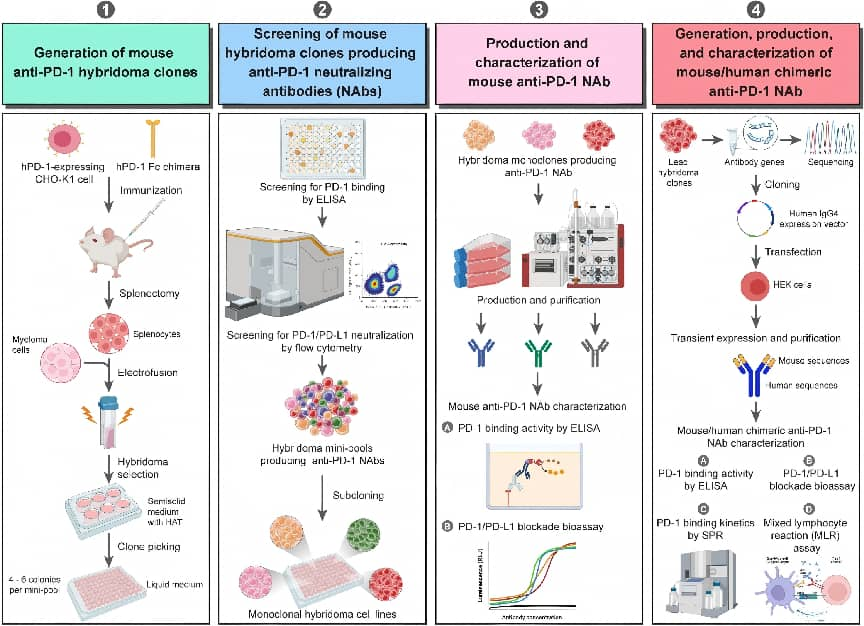 Hybridoma Platform Principles Explained: How Cell Fusion, HAT Selection, and Limiting Dilution Yield Highly Uniform Monoclonal Antibodies