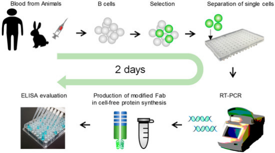 Mechanistic Overview of Single B Cell Sorting Platforms: Antigen-Specific Enrichment, Single-Cell Amplification, and Native VH/VL Pair Recovery