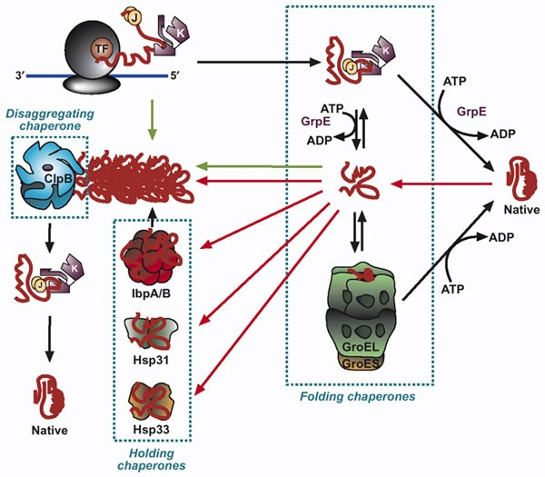 Proteomics in Focus: Molecular Mechanisms of Lysis Chemistry, Mechanical Disruption, and Fractionation Strategies in Protein Extraction