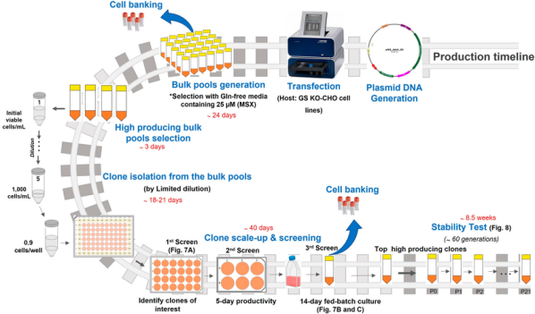 What Is a Stable Overexpression Cell Line? A Practical Guide to HEK293/CHO Selection, Screening, and qPCR/WB/Flow/ELISA Validation